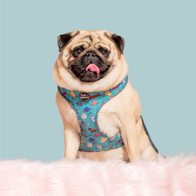 smiling pug sitting on fuzzy blanket wearing a Space Dogs harness