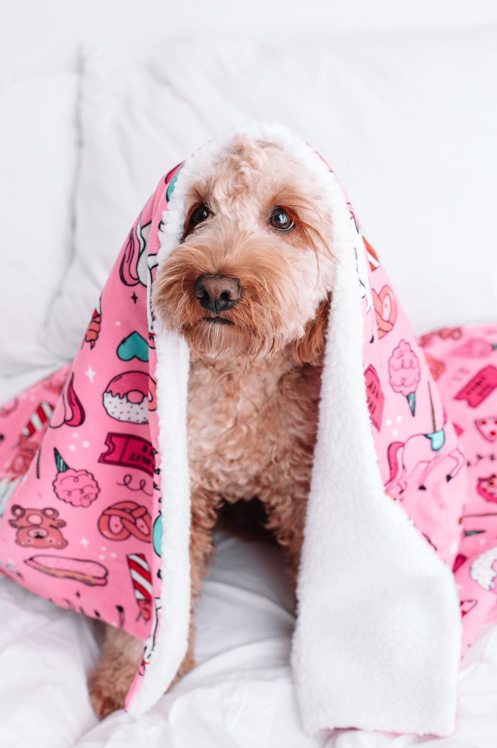 Dog Blankets by Woof & Wonder – Woof + Wonder