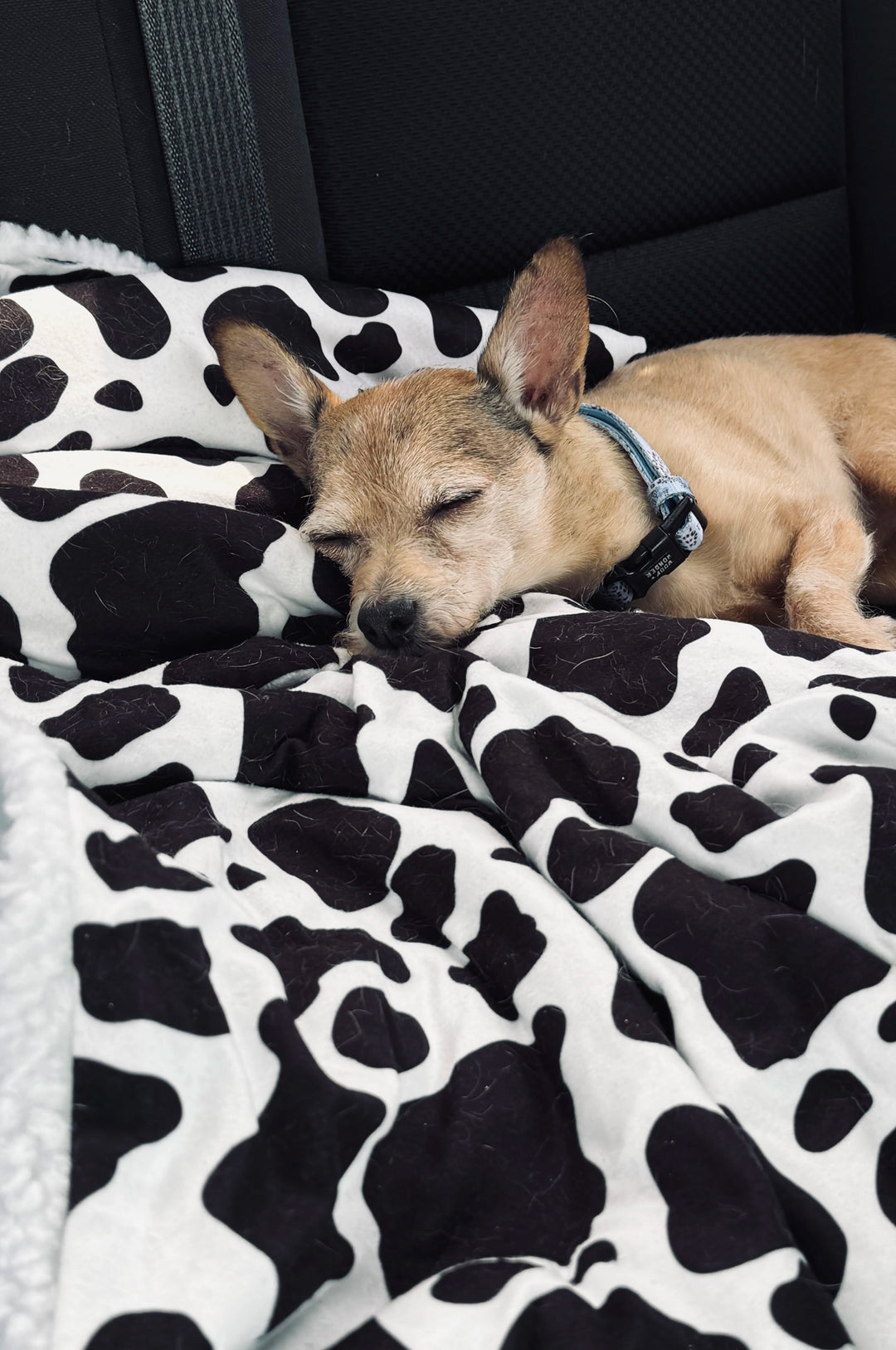 Dog Blanket - Holy Cow | Woof + Wonder