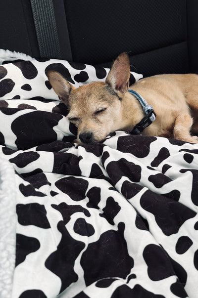 Dog Blanket - Holy Cow