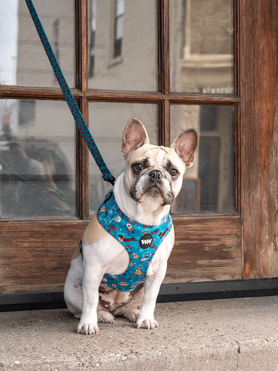 Space Dogs - Adjustable Harness