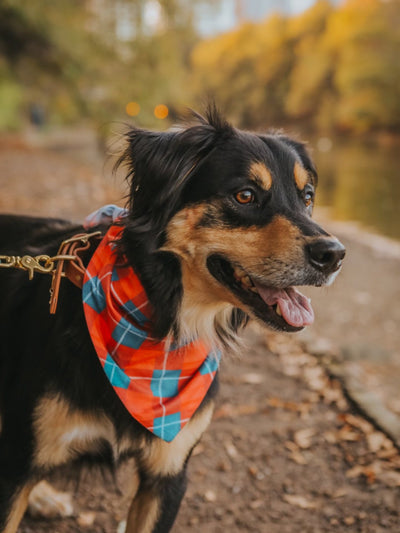 Holiday Plaid Dog Bandana