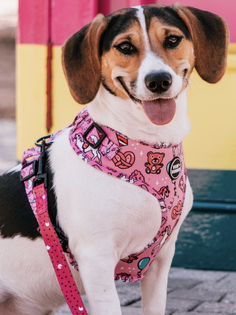 brown, black and white beagle dog wearing reversible pink carnival pattern dog harness by Woof and Wonder