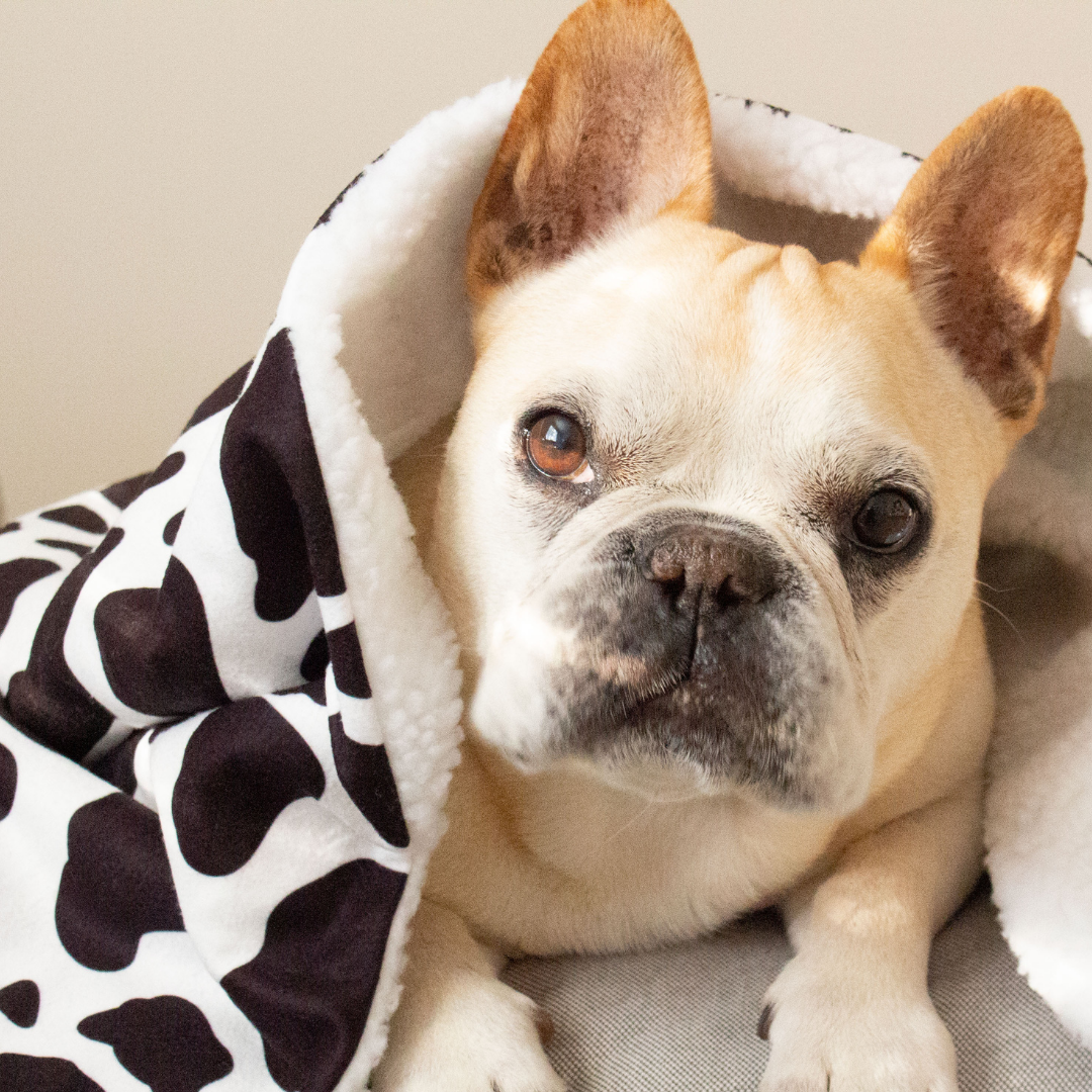 Dog Blanket - Holy Cow | Woof + Wonder Dog Blanket - Holy Cow | Woof + Wonder