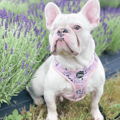one-eyed white french bulldog sitting in a field of lavender flowers, wearing a pink and periwinkle spotted adjustable dog harness by Woof and Wonder