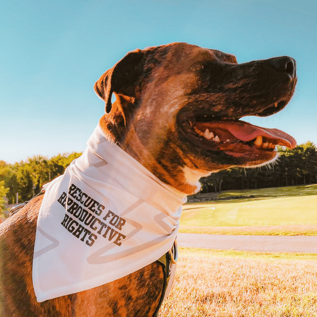 Rescues for Reproductive Rights Dog Bandana